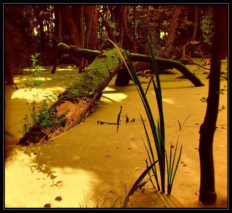 photo "the old forest" tags: landscape, forest