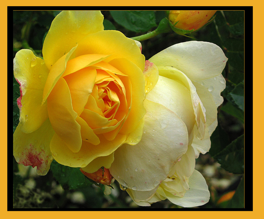 photo "Duet for roses from suite in Y(ellow) major." tags: nature, flowers