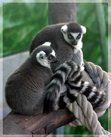 photo "Lemurs" tags: nature, wild animals