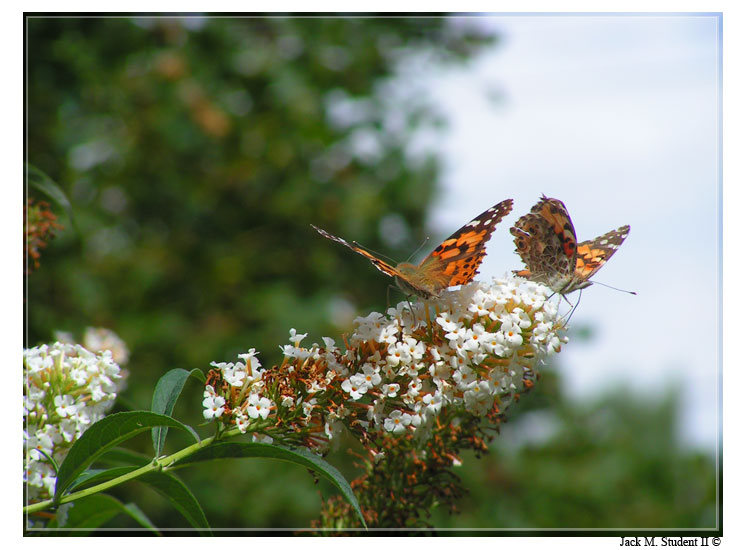 photo "buterfly-1" tags: macro and close-up, nature, insect