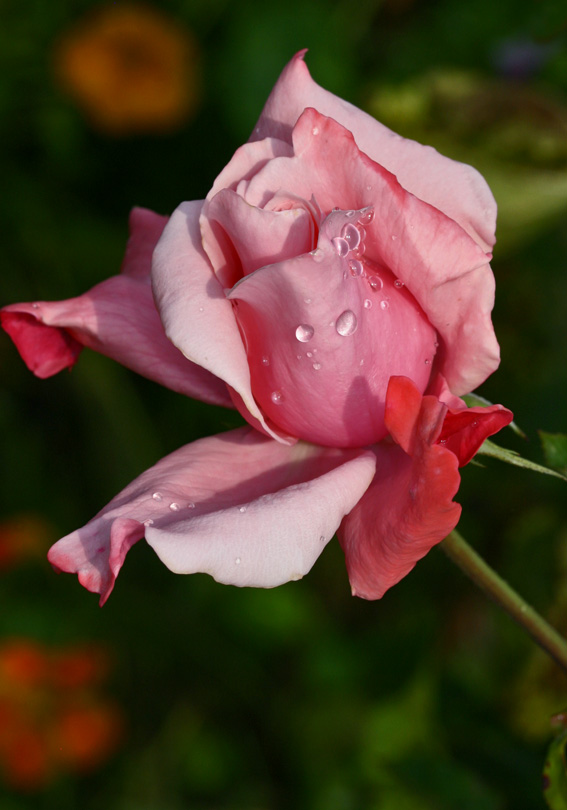 photo "Tears" tags: nature, flowers