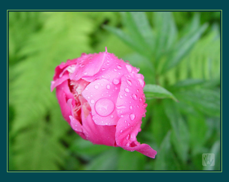 photo "Peony" tags: macro and close-up, nature, flowers