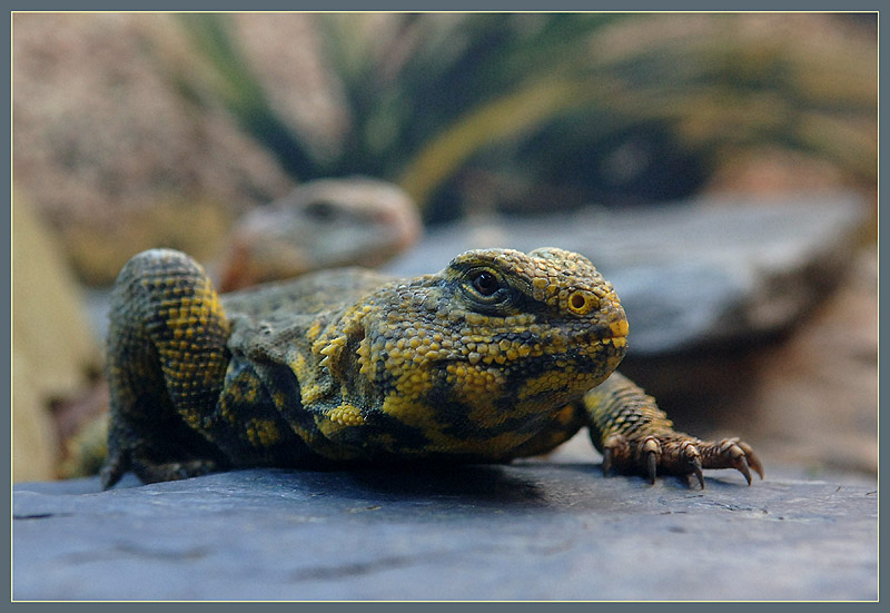 photo "Creeping" tags: nature, macro and close-up, wild animals