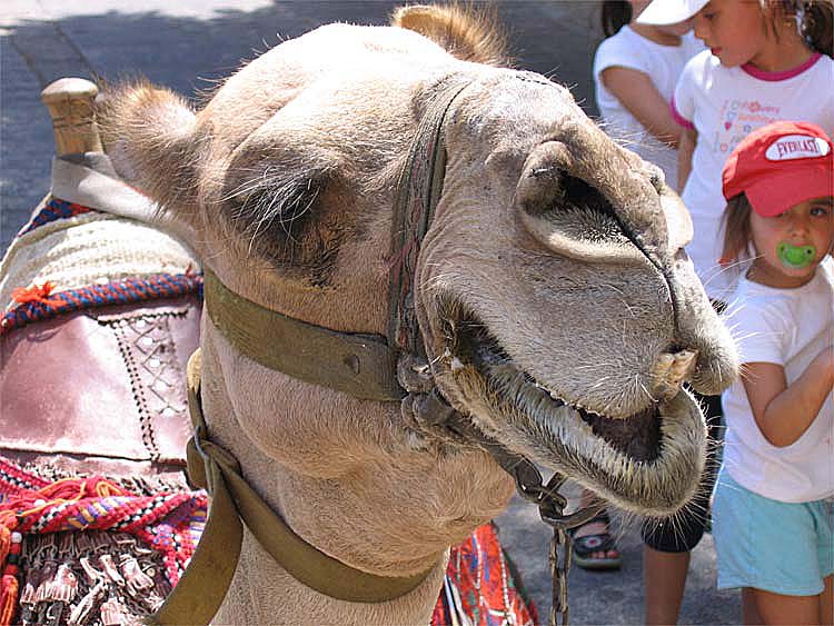 фото "Camel" метки: природа, домашние животные