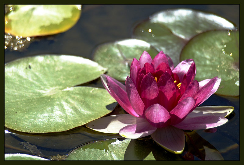 photo "water lily" tags: nature, flowers