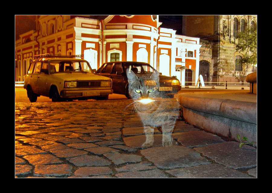 фото "Ночные призраки Петербурга." метки: природа, домашние животные