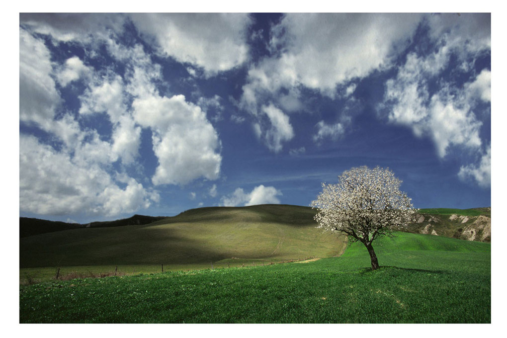 photo "Un amandier" tags: landscape, spring