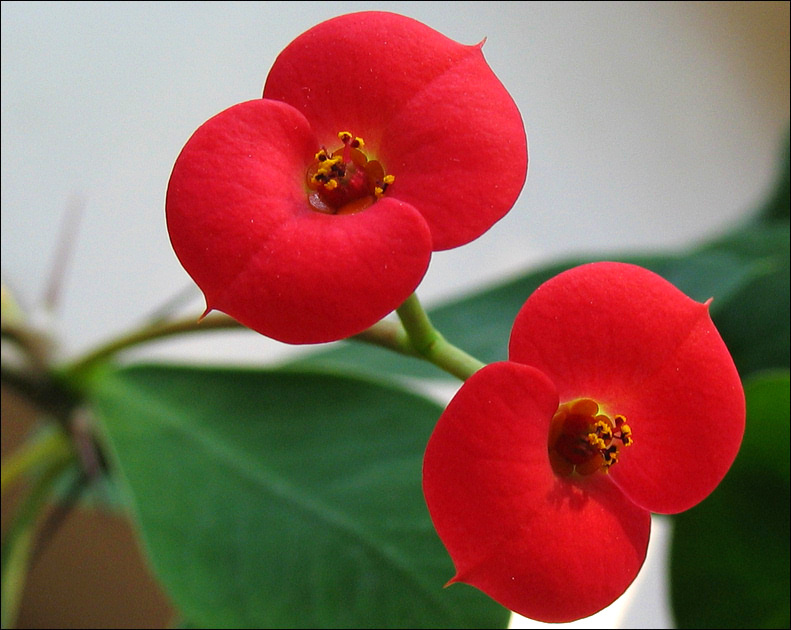 photo "Mo heart for you)) on Black, please!" tags: macro and close-up, PF life, 
