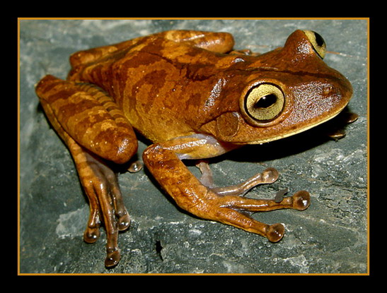 photo "Hypsiboas faber" tags: nature, travel, South America, wild animals