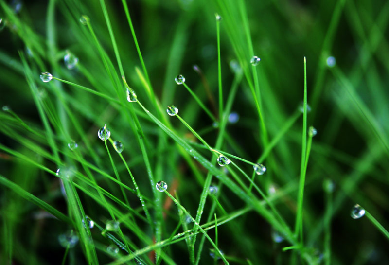 photo "Morning dew" tags: abstract, macro and close-up, 