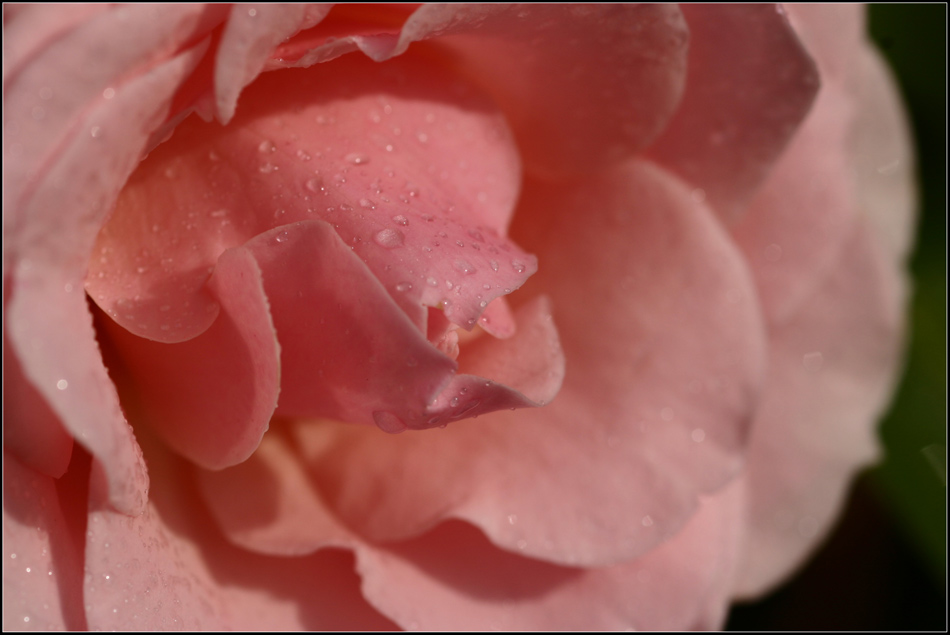 фото "Rose" метки: макро и крупный план, природа, цветы
