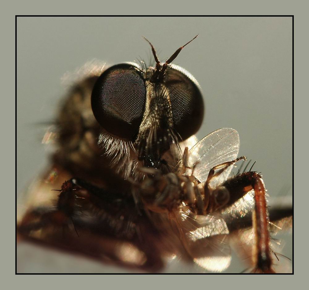 photo "Portrait in a lunch break :-))" tags: nature, macro and close-up, insect