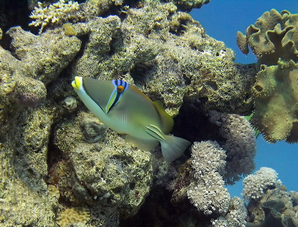 photo "Picasso" tags: underwater, 