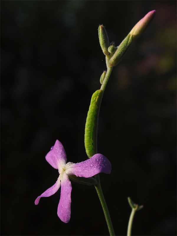 photo "Our Life." tags: genre, macro and close-up, 