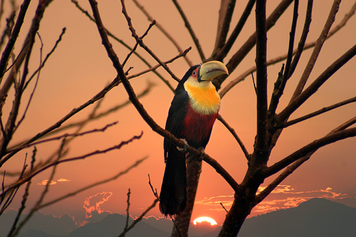 photo "A brazilian toucan" tags: nature, wild animals