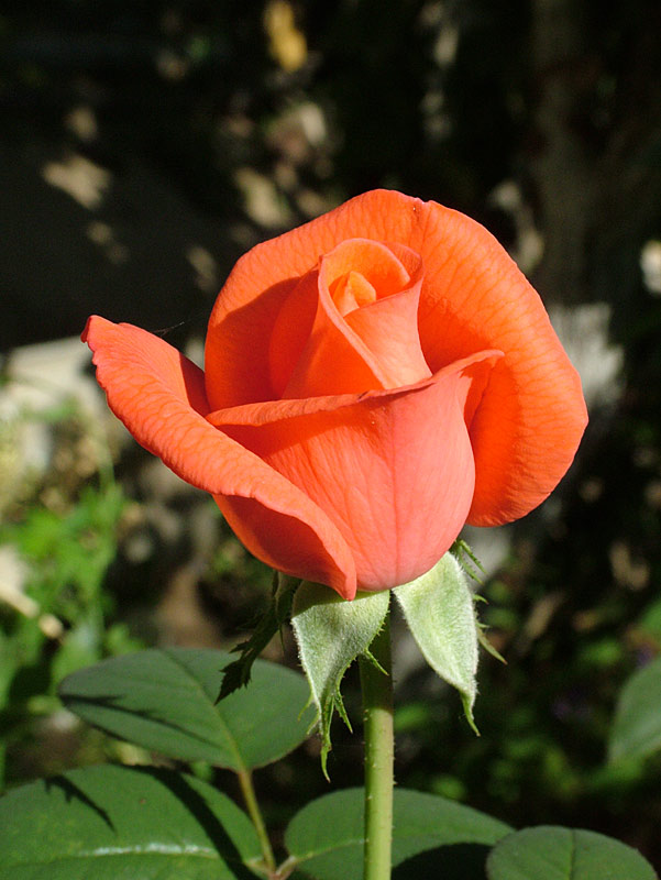 фото "Роза" метки: природа, цветы