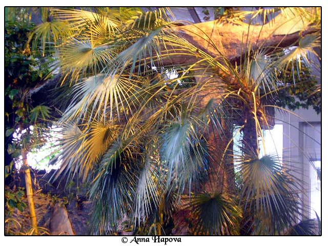 photo "tropic land" tags: nature, flowers
