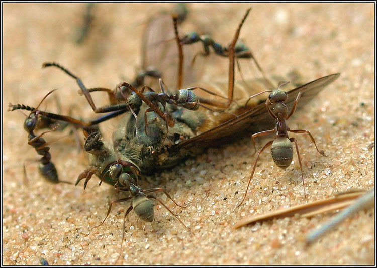 photo "Everything home! :)" tags: macro and close-up, nature, insect