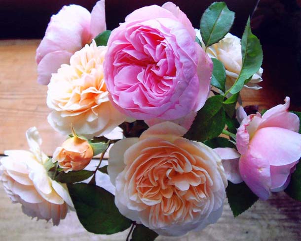 фото "Ladies Bouquet" метки: натюрморт, природа, цветы