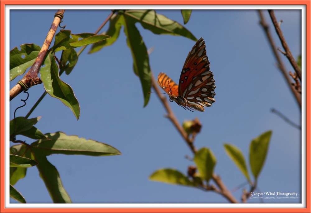 фото ""On Gossamer Wings"." метки: макро и крупный план, природа, насекомое