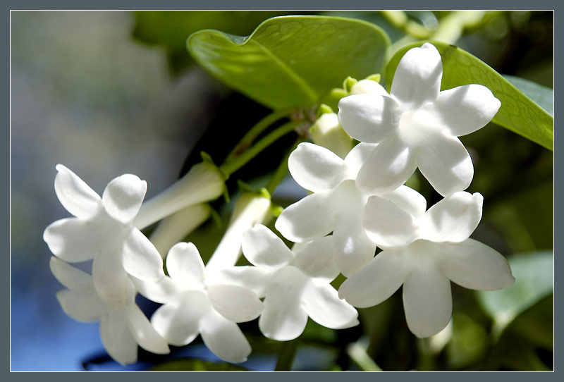 photo "ice cold jasmine" tags: nature, flowers