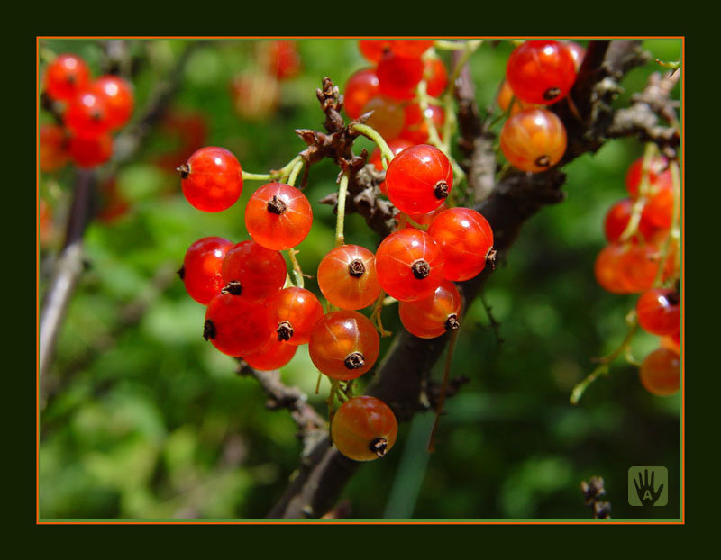 photo "Red currant" tags: nature, flowers