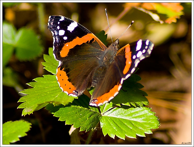 фото "Vanessa atalanta (Pyrameis atalanta)" метки: природа, насекомое