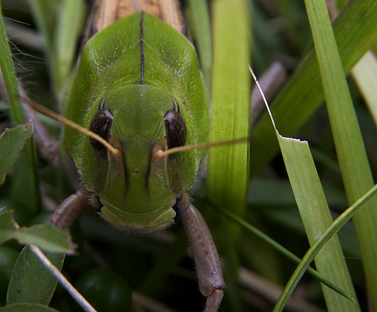 photo "Bug Mug" tags: nature, macro and close-up, insect