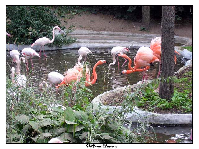 photo "flamingos" tags: nature, wild animals