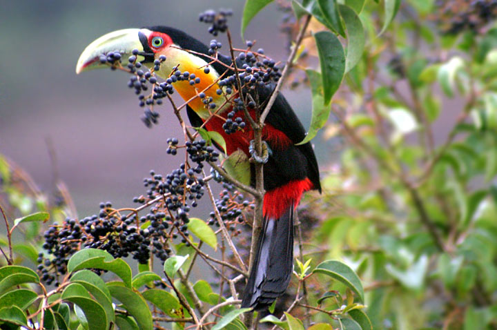 photo "more Toucans..." tags: nature, wild animals