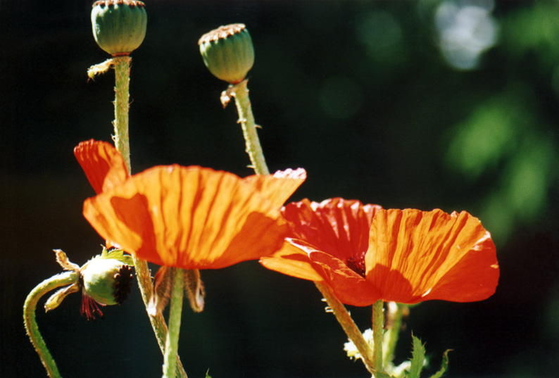 фото "Маки-Маки" метки: природа, макро и крупный план, цветы