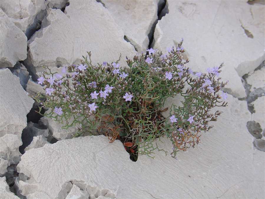 фото "From the stone" метки: природа, цветы