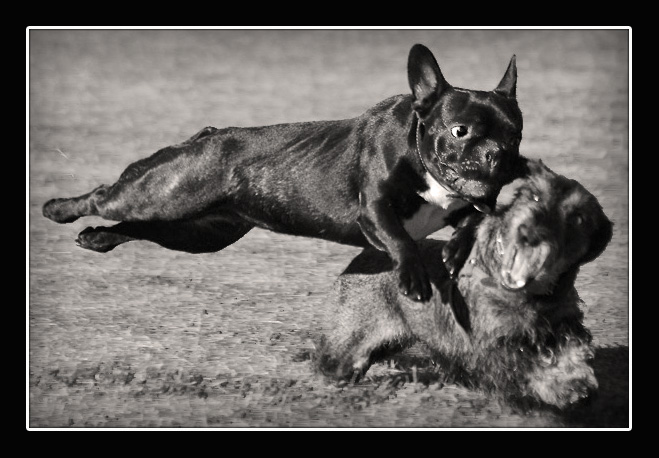 photo "Flying Bulldog" tags: nature, pets/farm animals