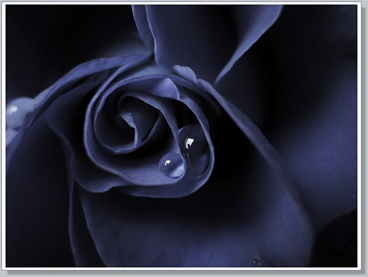 photo "The sad midnight rose" tags: macro and close-up, 