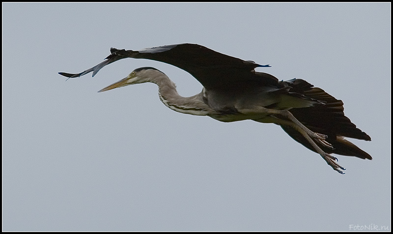 photo "Long jorney to the end" tags: misc., nature, wild animals