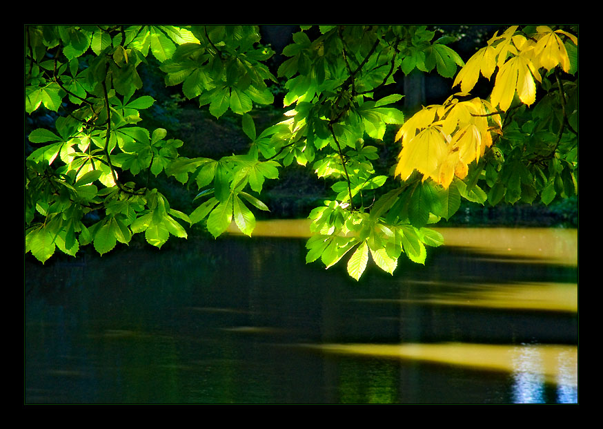фото "Осени дыхание..." метки: природа, пейзаж, лето, цветы