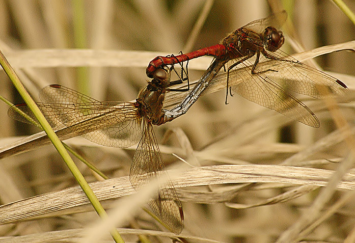 photo "Marriage Plays" tags: nature, macro and close-up, insect