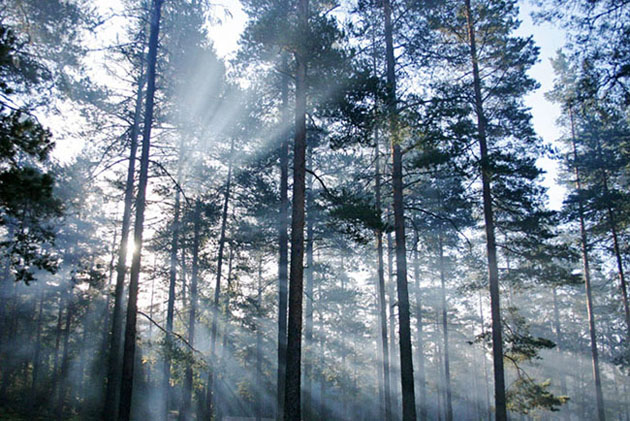 фото "солнечные стрелы" метки: пейзаж, закат, лес