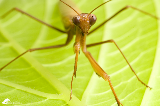photo "Mantis" tags: macro and close-up, nature, insect