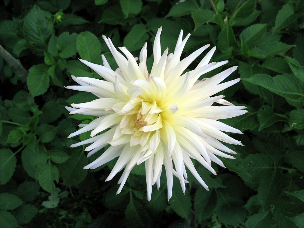 photo "Exploded star" tags: nature, macro and close-up, flowers