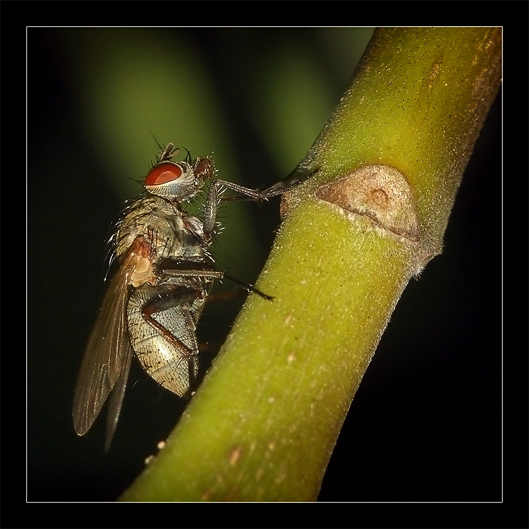 photo "Macroworld 01" tags: macro and close-up, nature, insect