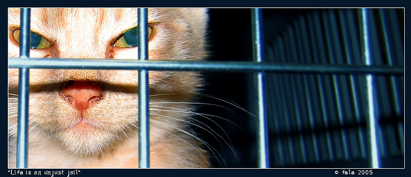 photo "Life is an unjust jail" tags: nature, humor, pets/farm animals