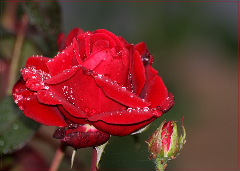 photo "After rain" tags: nature, flowers