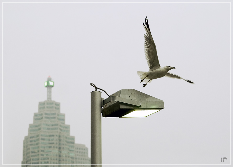 photo "About birds and people - 8" tags: genre, nature, wild animals