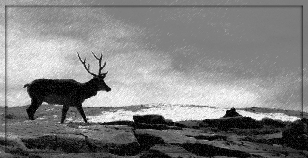 photo "Walking Home" tags: black&white, nature, wild animals