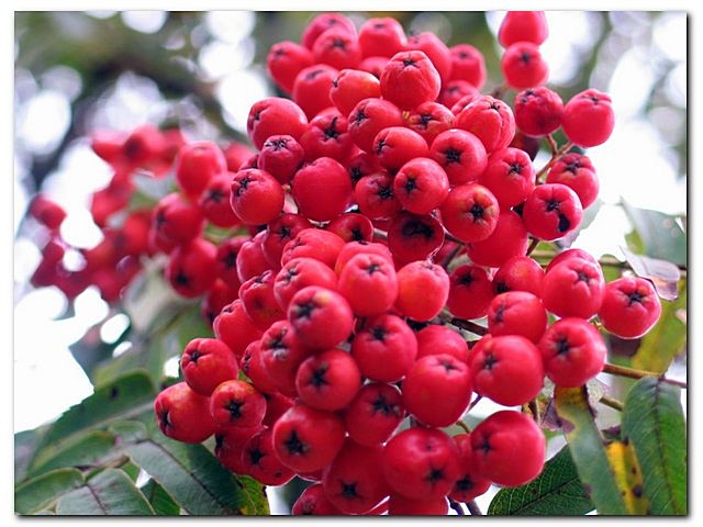 photo "Рябина (Sorbus aucuparia L.)" tags: nature, macro and close-up, flowers
