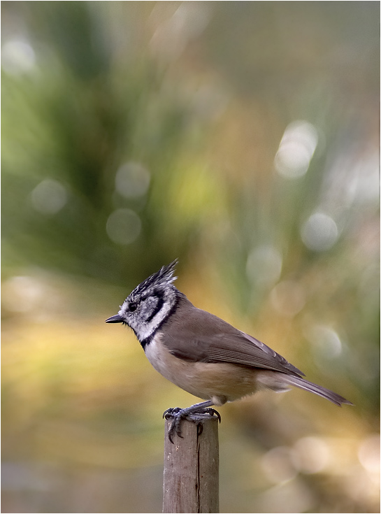 photo "Parus Cristatus 3" tags: nature, wild animals