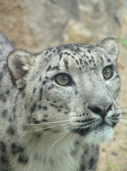 photo "snow leopard" tags: nature, wild animals