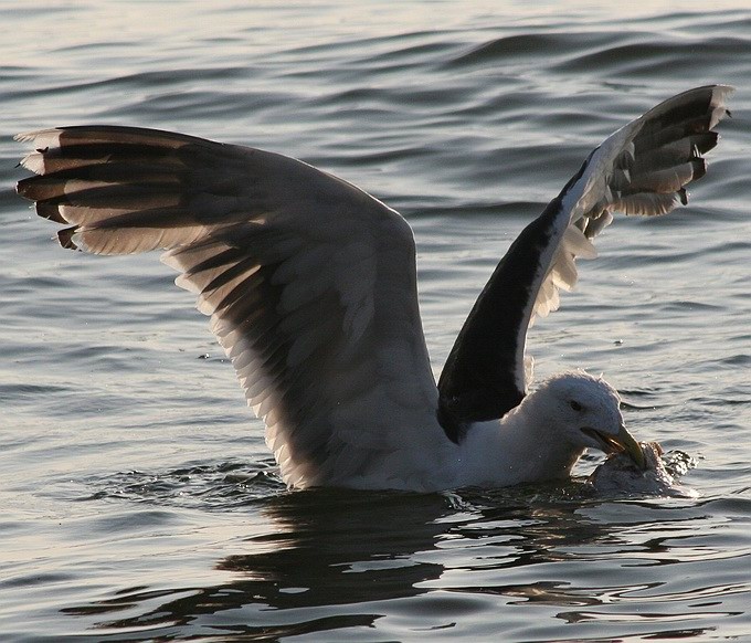 photo "Big Seagull" tags: nature, wild animals