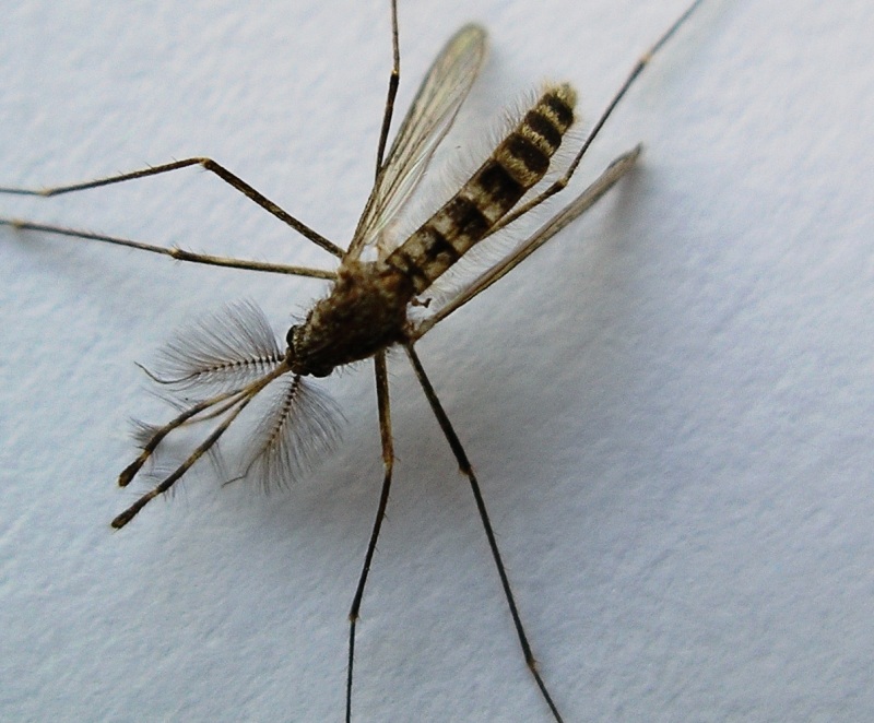 фото "Mosquito" метки: макро и крупный план, 